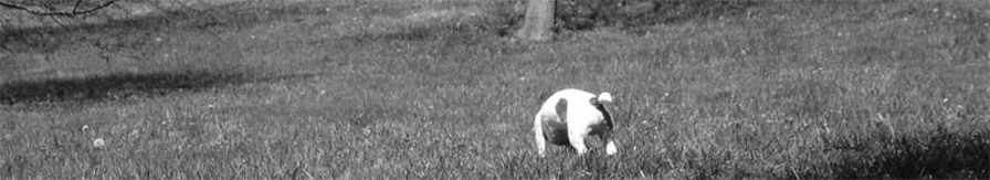 cameron robertson – journalist and documentary-maker header image 2